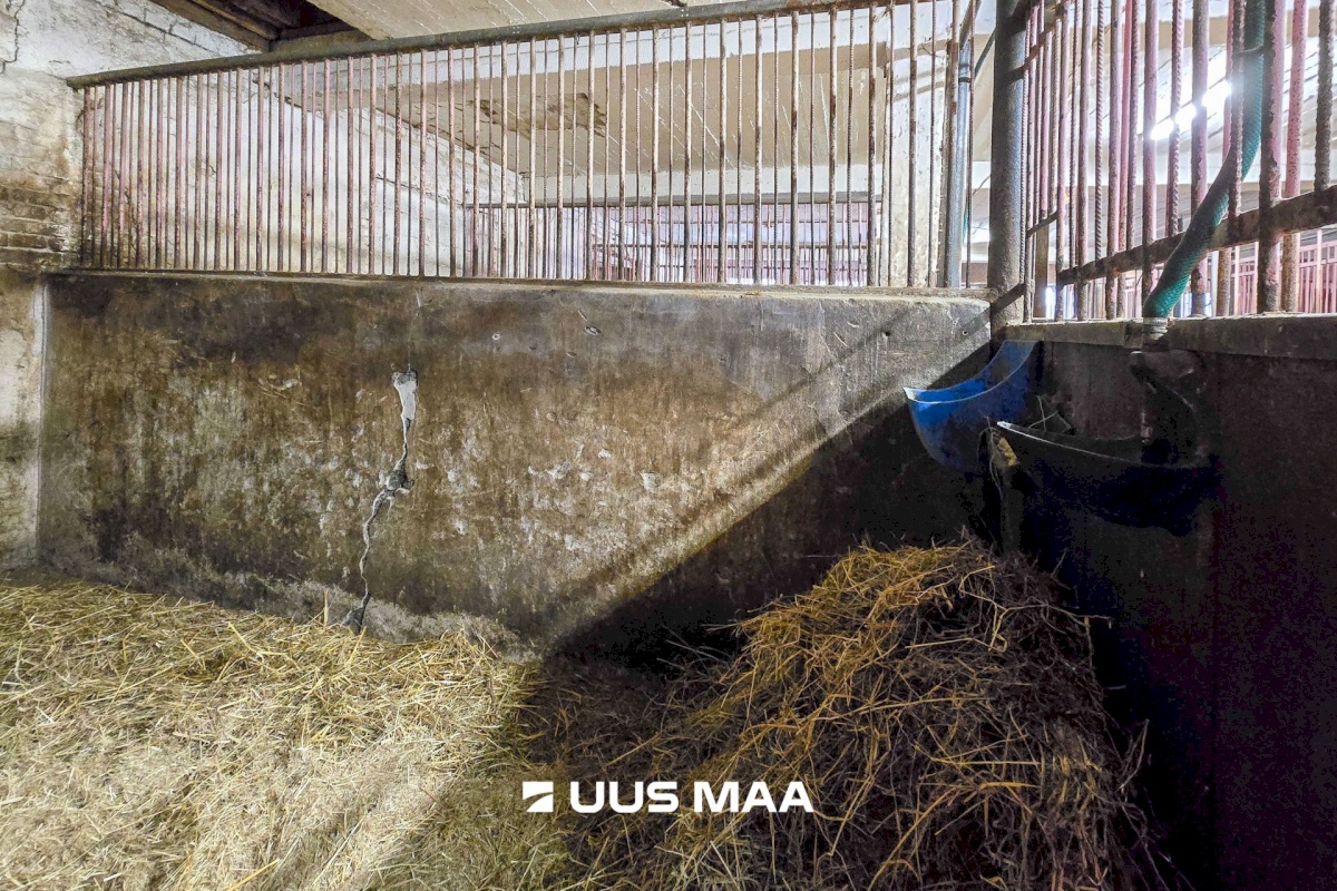 Viljandi vald, Marna küla, Saare tall