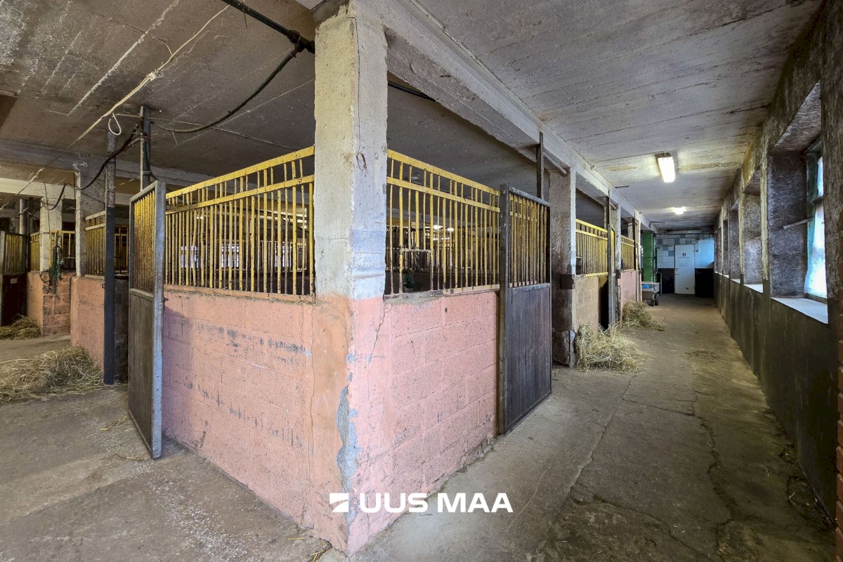 Viljandi vald, Marna küla, Saare tall