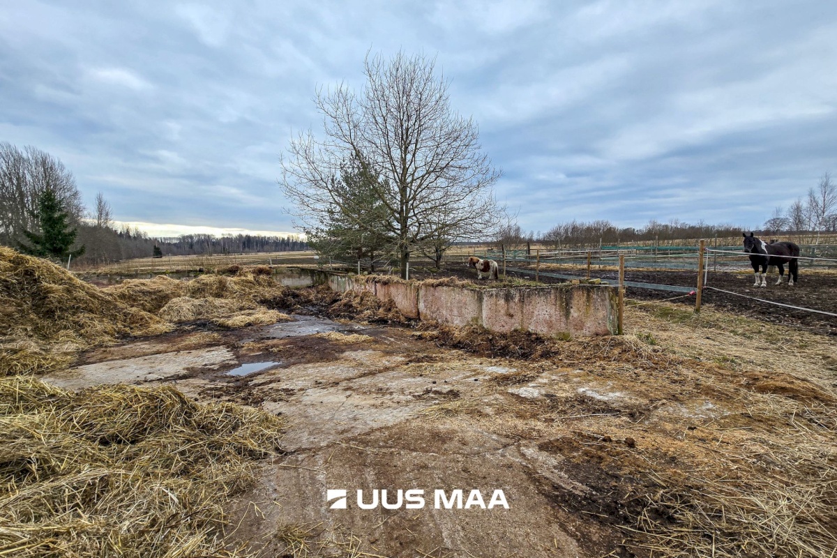 Viljandi vald, Marna küla, Saare tall