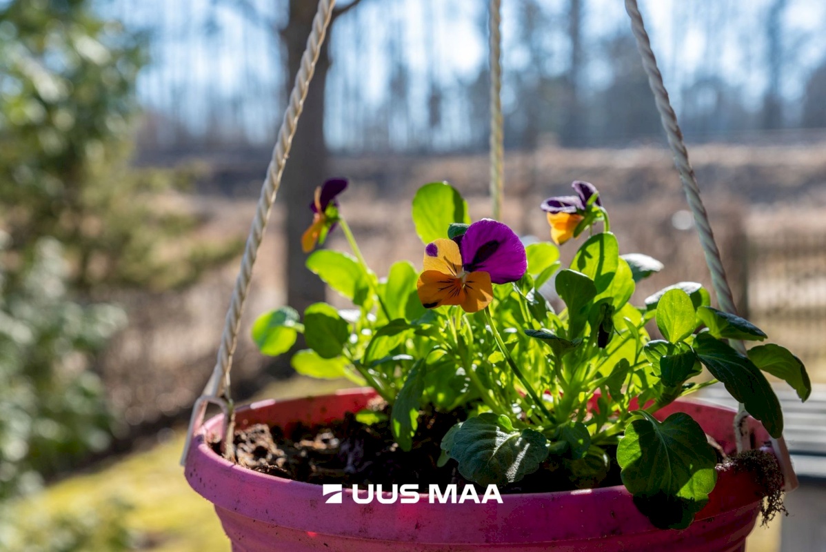 Elva vald, Elva linn, Soosaare 4