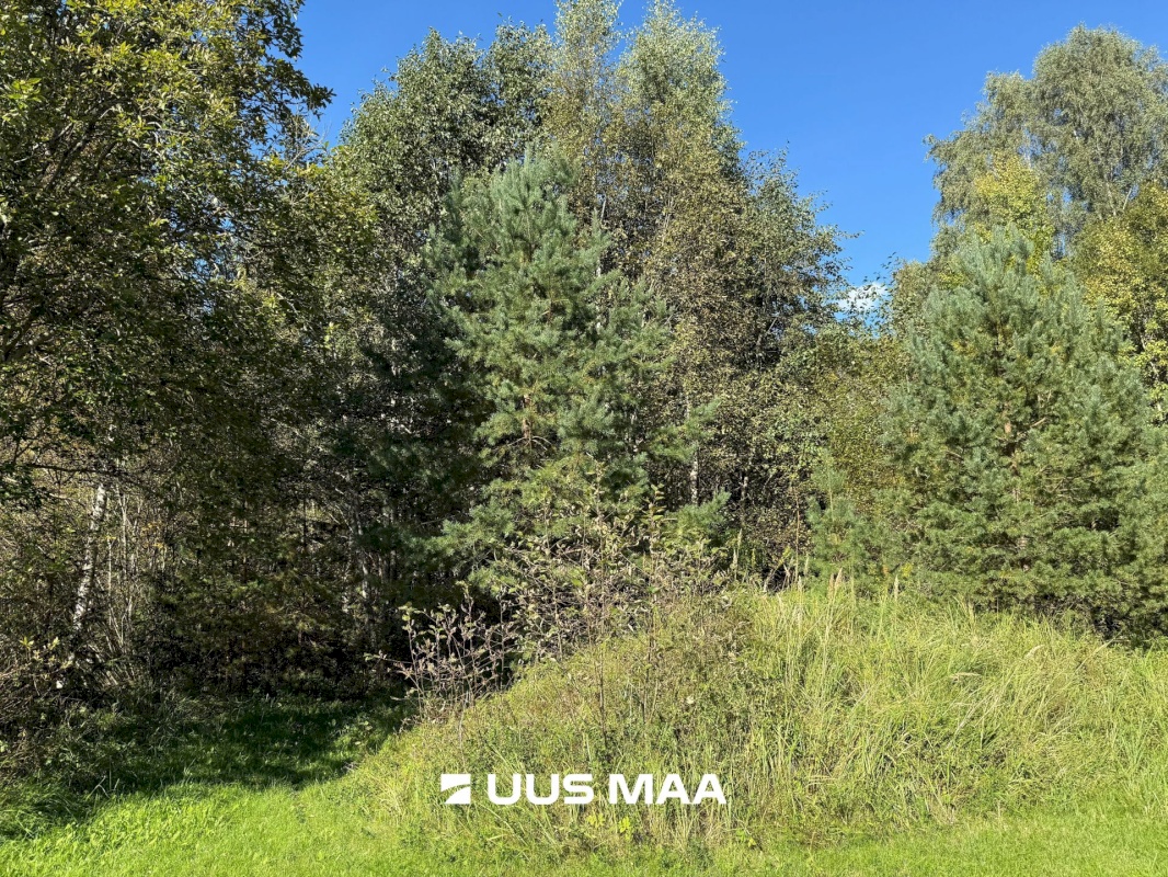 Anija vald, Aegviidu alev, Maasika 4