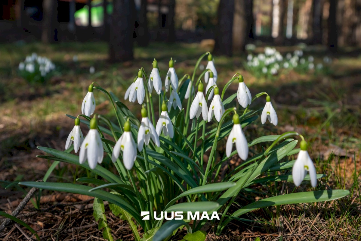 Rae vald, Peetri alevik, Raudkivi tee 4