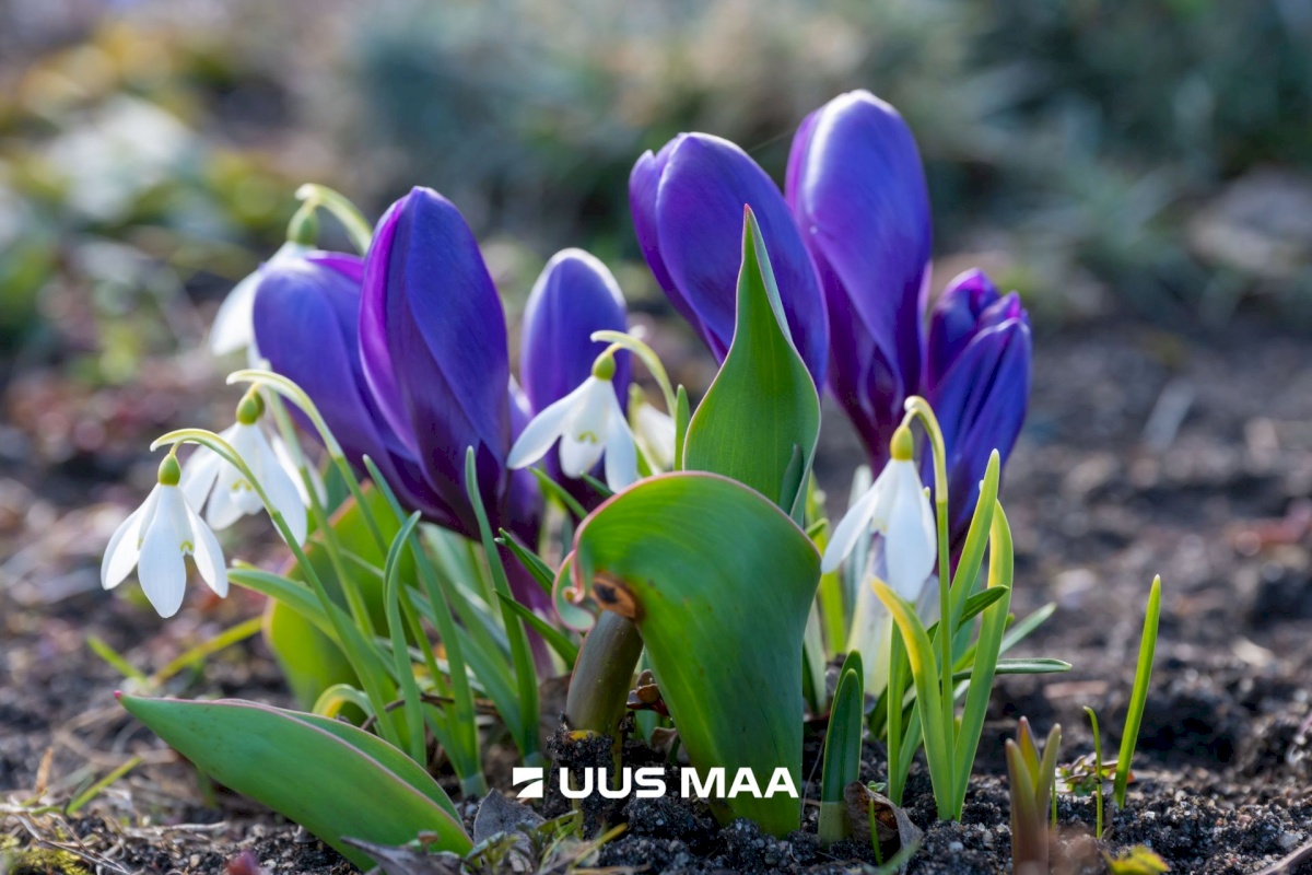 Tallinn, Pirita linnaosa, Merivälja, Väina tee