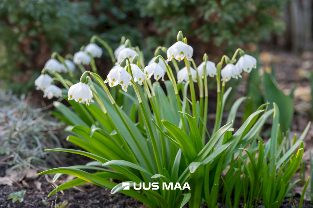 Tallinn, Pirita linnaosa, Merivälja, Väina tee
