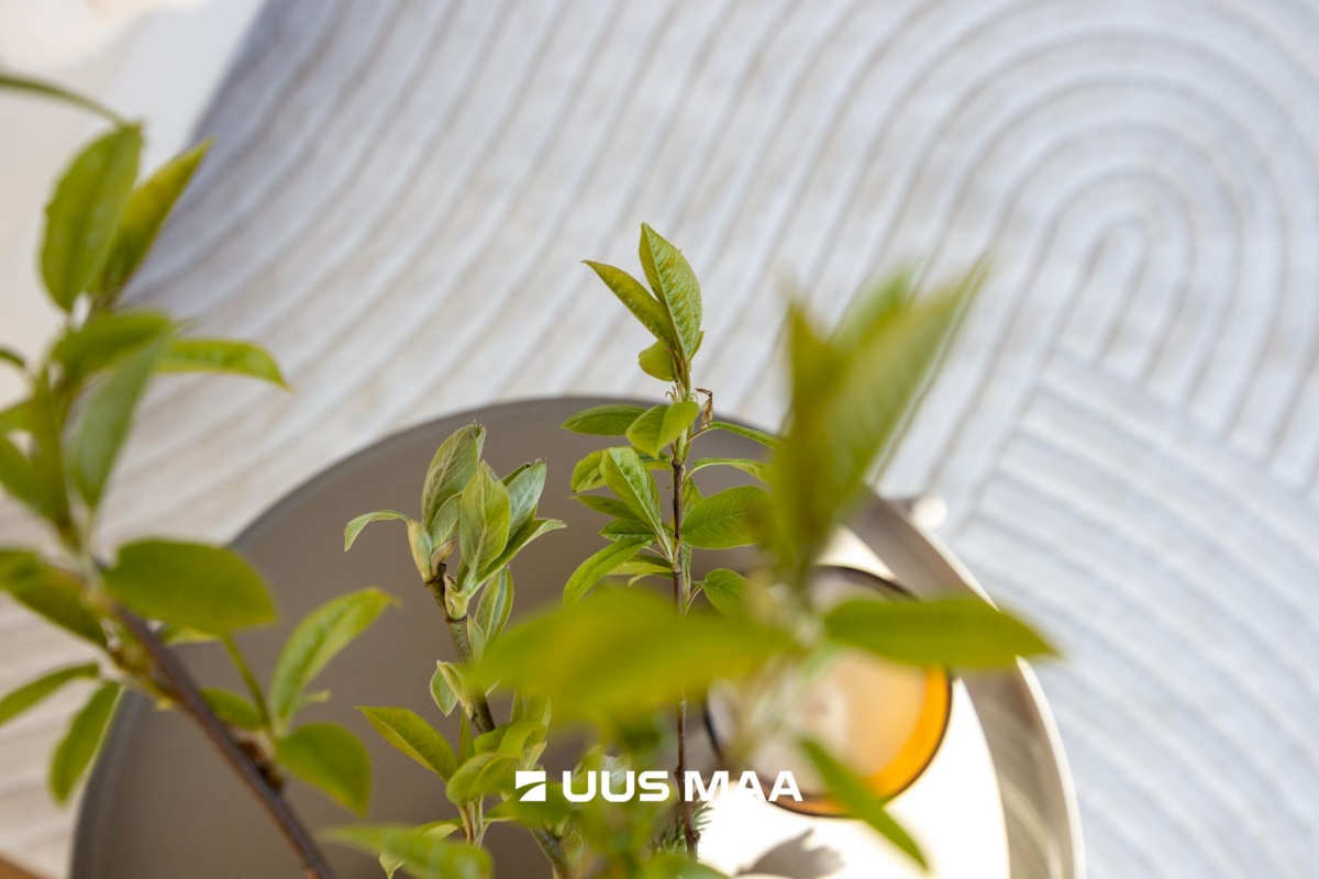 Harku vald, Ilmandu küla, Kadaka tee