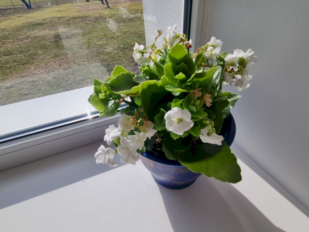 Lüganuse vald, Aa küla, Pupi