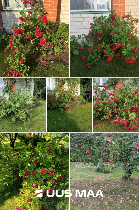 Viimsi vald, Muuga küla, Randoja tee 30