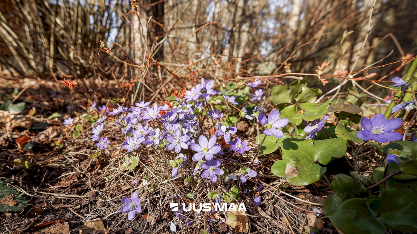 Tallinn, Nõmme linnaosa, Nõmme, Tähe 20-2