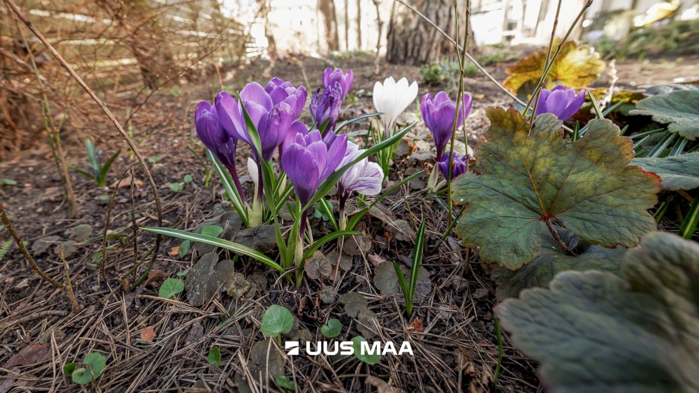 Tallinn, Nõmme linnaosa, Nõmme, Tähe 20-2