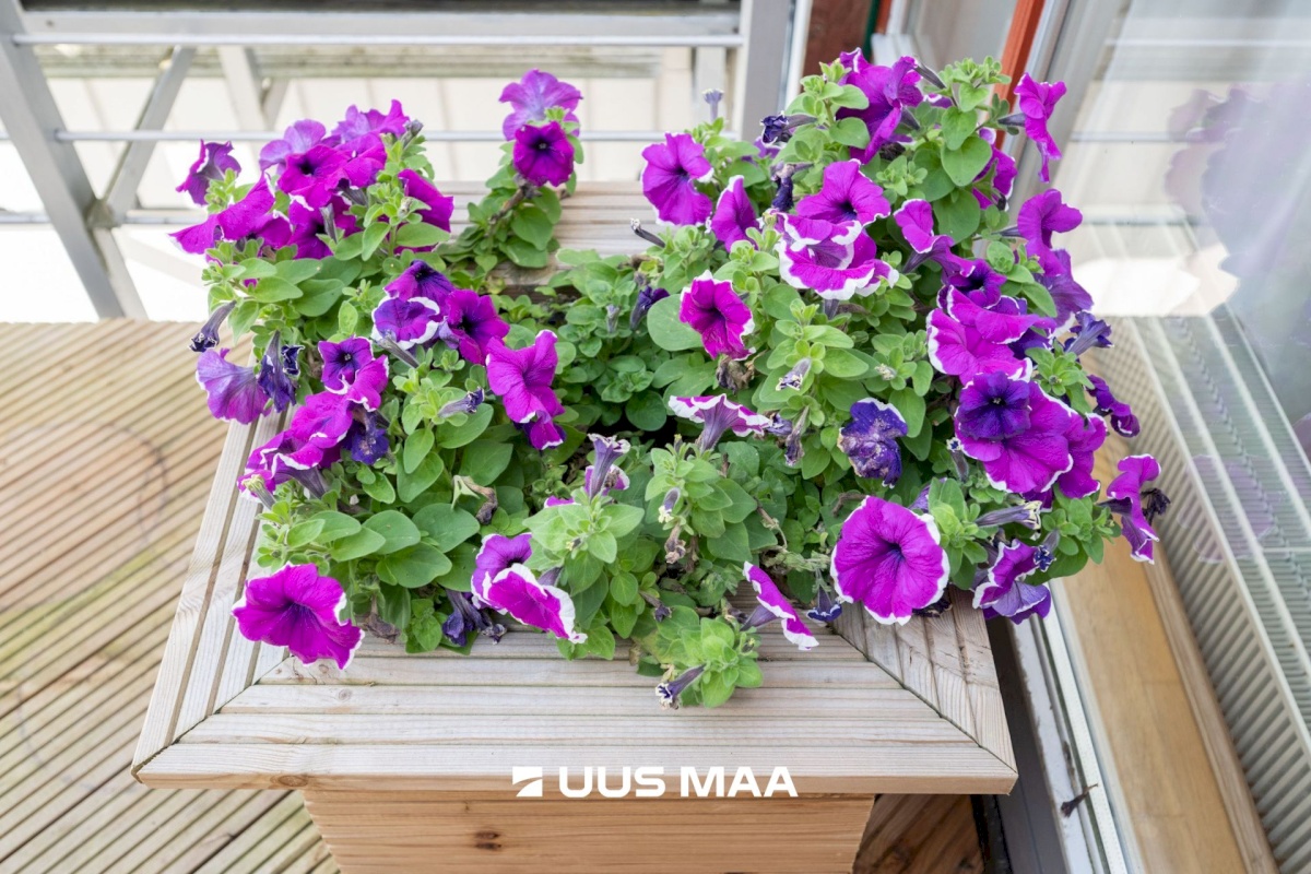 Viimsi vald, Haabneeme alevik, Männi põik 2