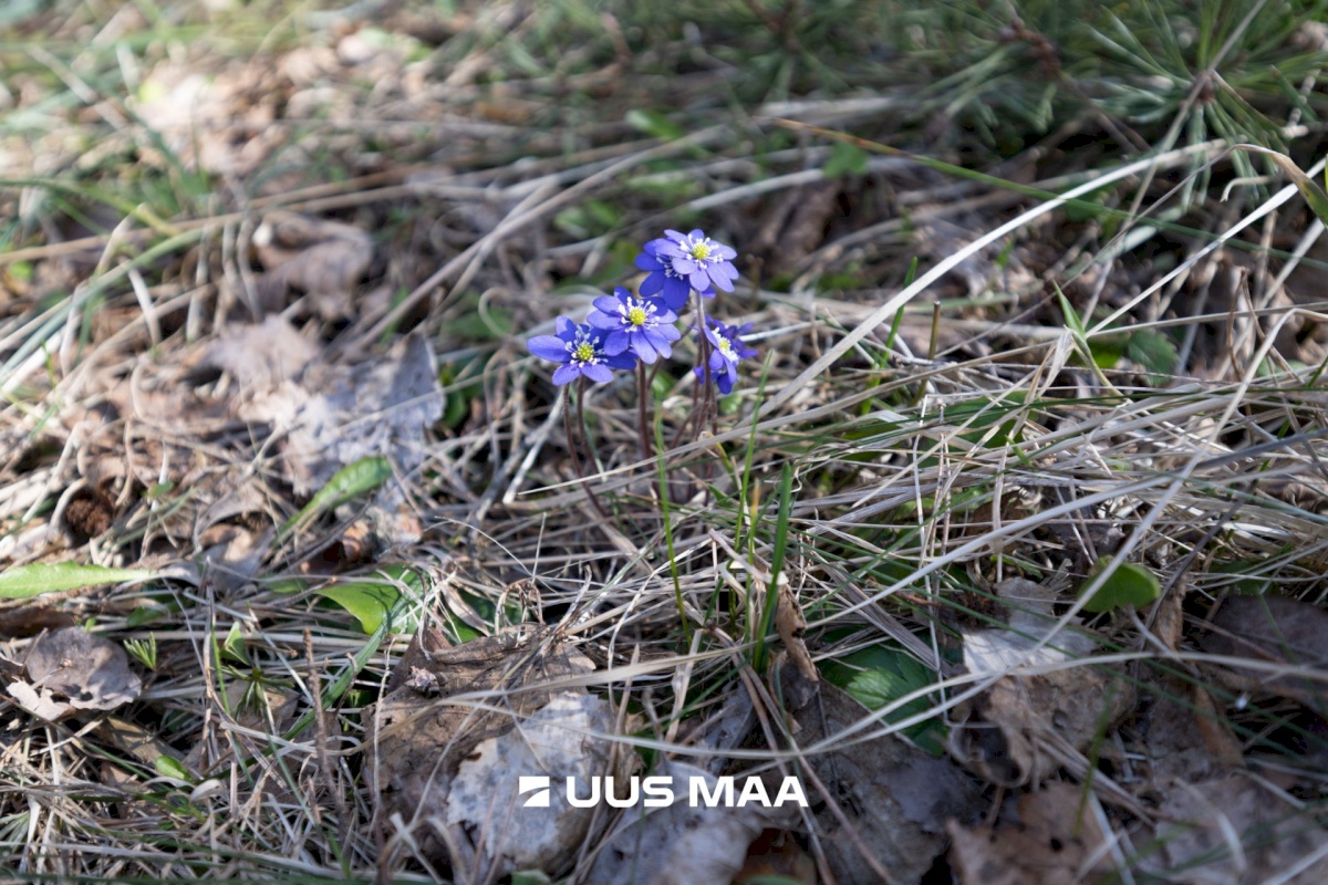 Lääne-Nigula vald, Tuksi küla/Bergsby