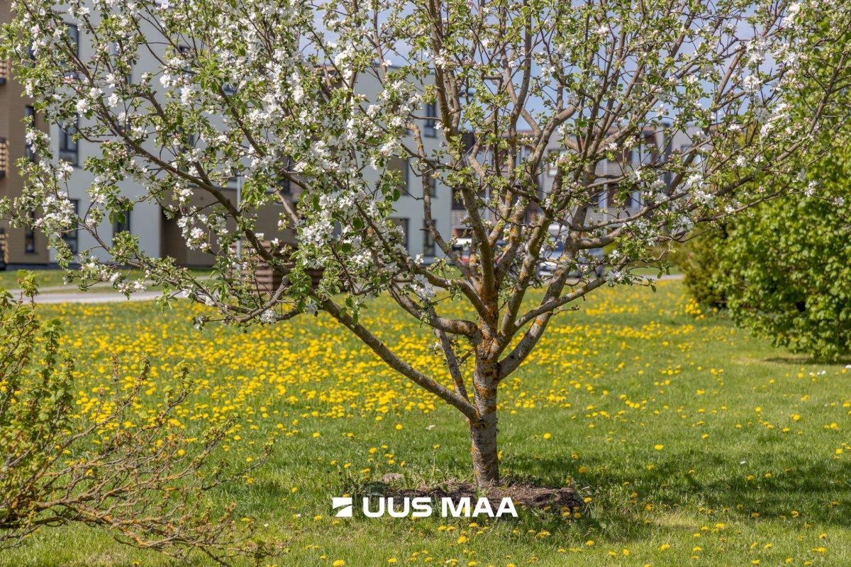 Luunja vald, Lohkva küla, Puupilli tee 1/2
