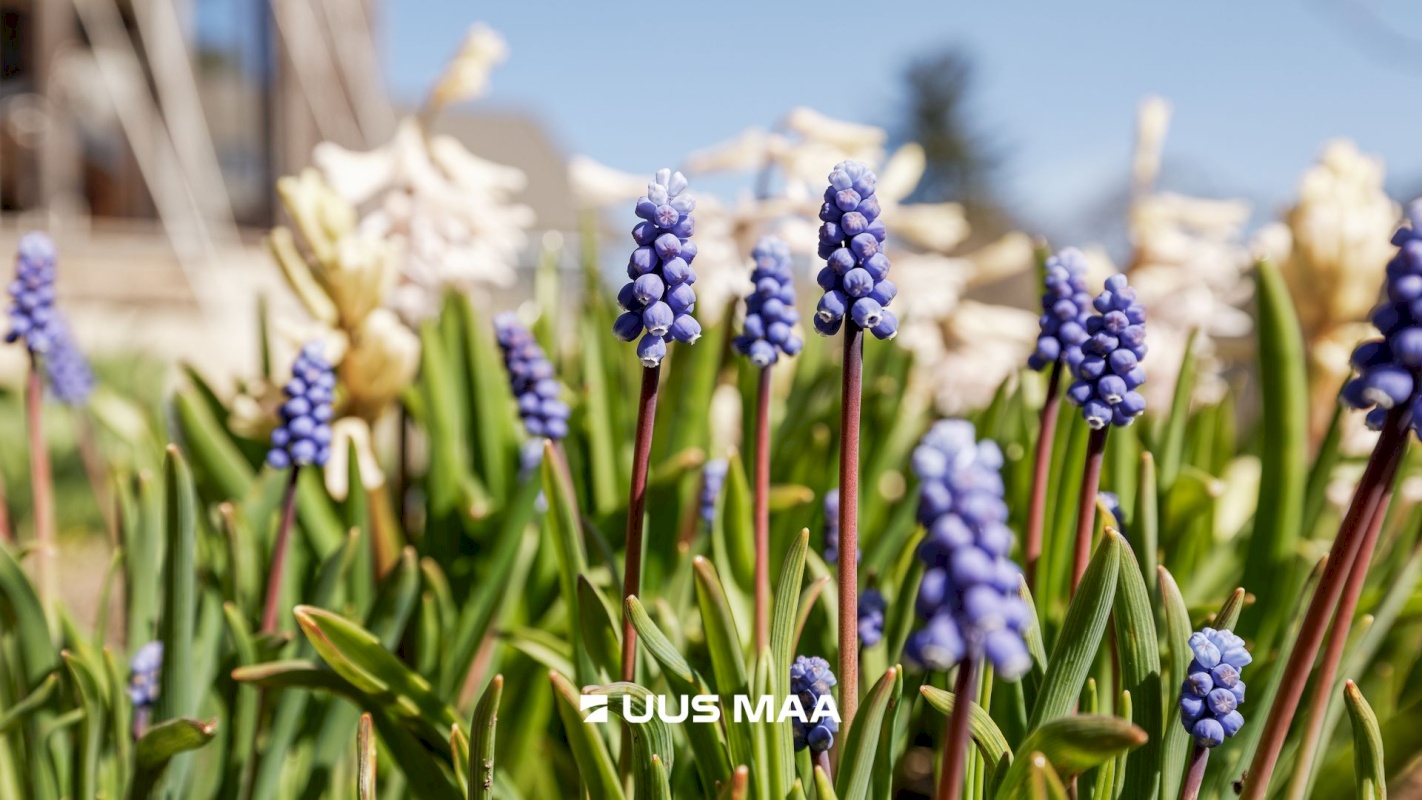 Harku vald, Türisalu küla, Kesksalu tee 5