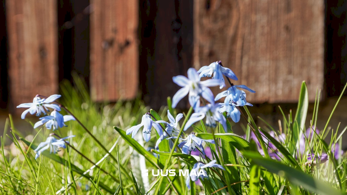 Harku vald, Türisalu küla, Kesksalu tee 5