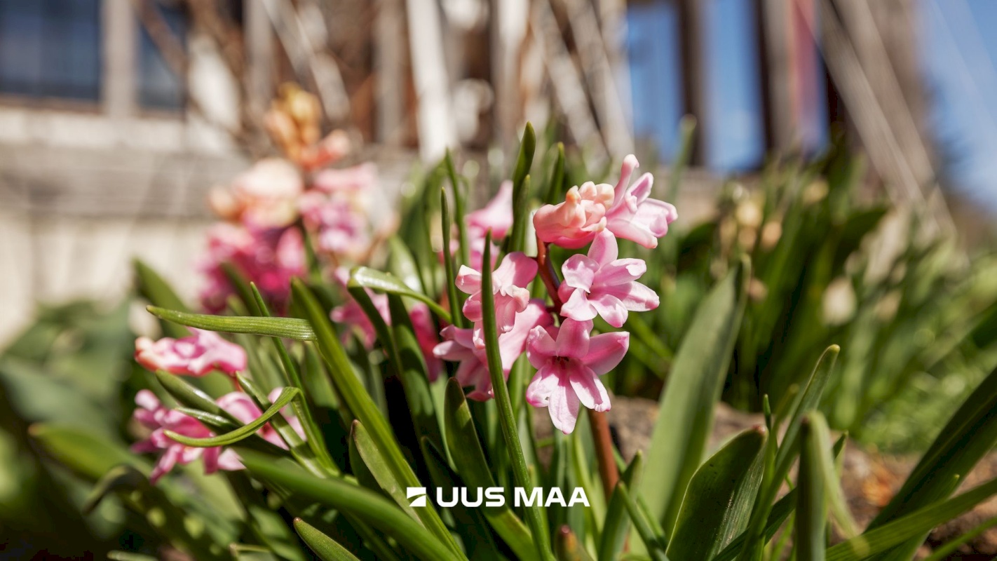 Harku vald, Türisalu küla, Kesksalu tee 5