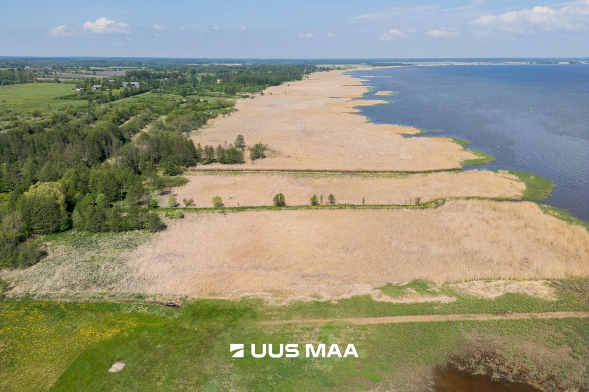 Pärnu linn, Kabriste küla, Angerjaahvena