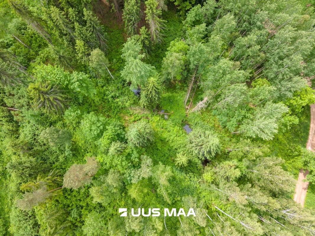Põlva vald, Mõtsküla, Männikäbi