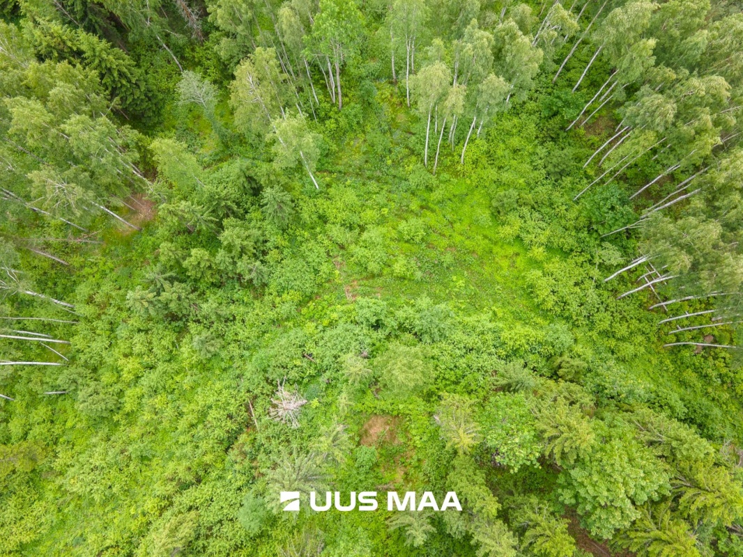 Põlva vald, Mõtsküla, Männikäbi