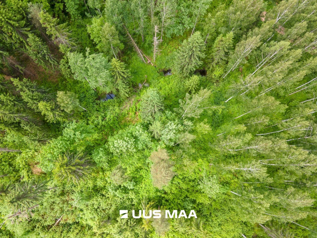 Põlva vald, Mõtsküla, Männikäbi