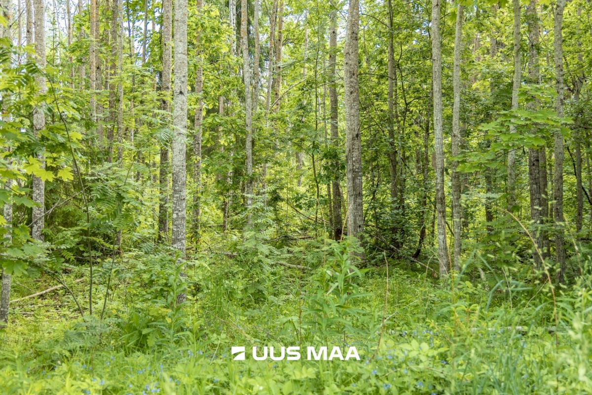 Põlva vald, Mõtsküla, Männikäbi