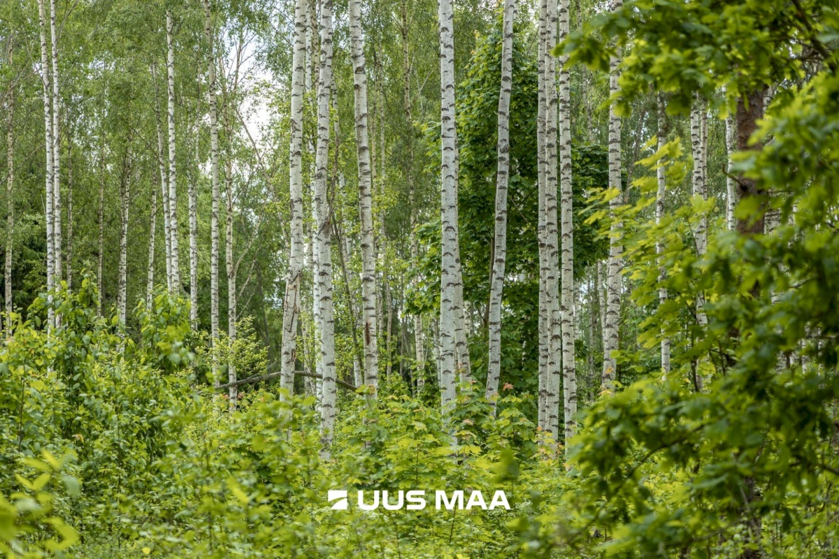 Põlva vald, Mõtsküla, Männikäbi