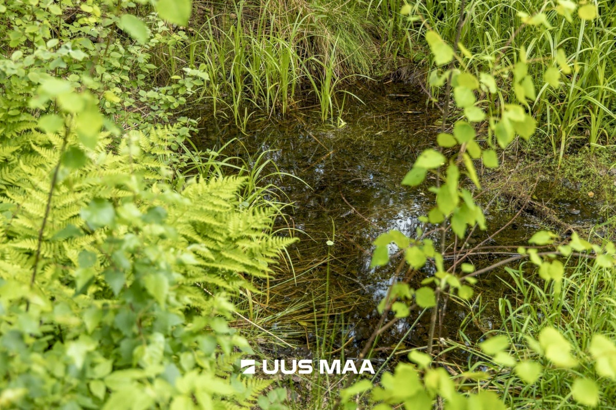 Põlva vald, Mõtsküla, Männikäbi