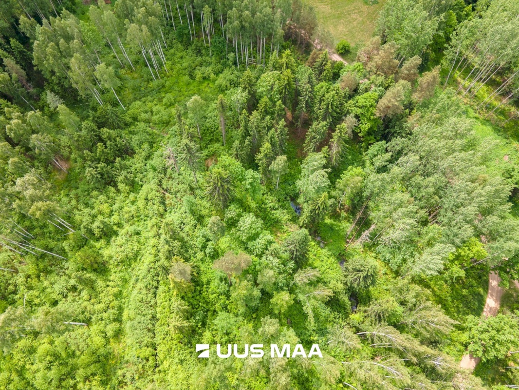Põlva vald, Mõtsküla, Männikäbi