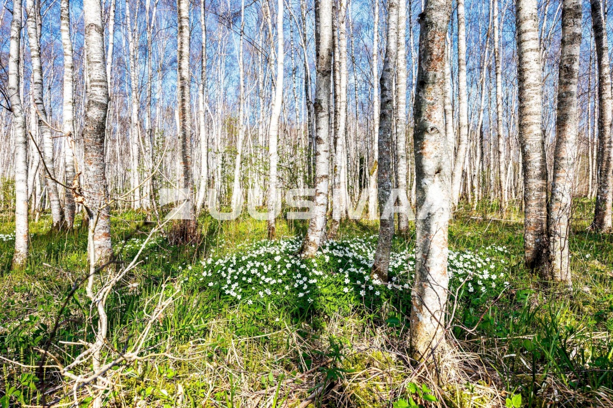 Raasiku vald, Kulli küla, Voldemari