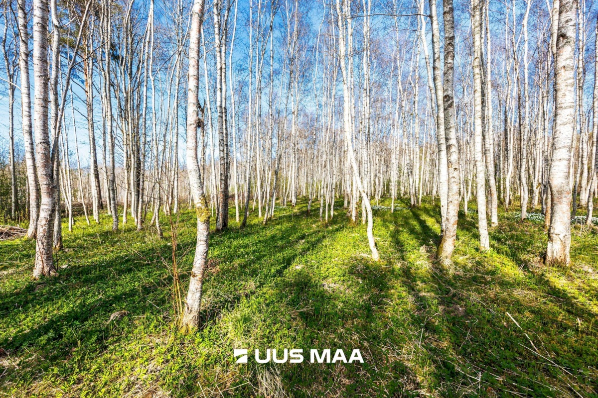 Raasiku vald, Kulli küla, Voldemari