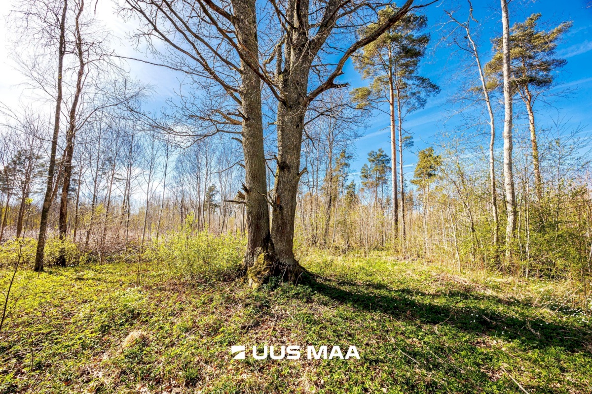 Raasiku vald, Kulli küla, Voldemari