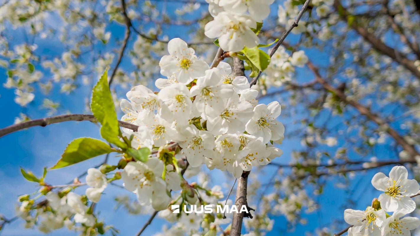 Pärnu linn, Pärnu linn, Rääma, Niidu 16