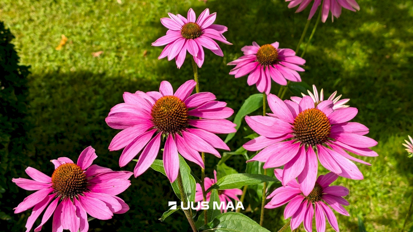 Pärnu linn, Pärnu linn, Rääma, Niidu 16