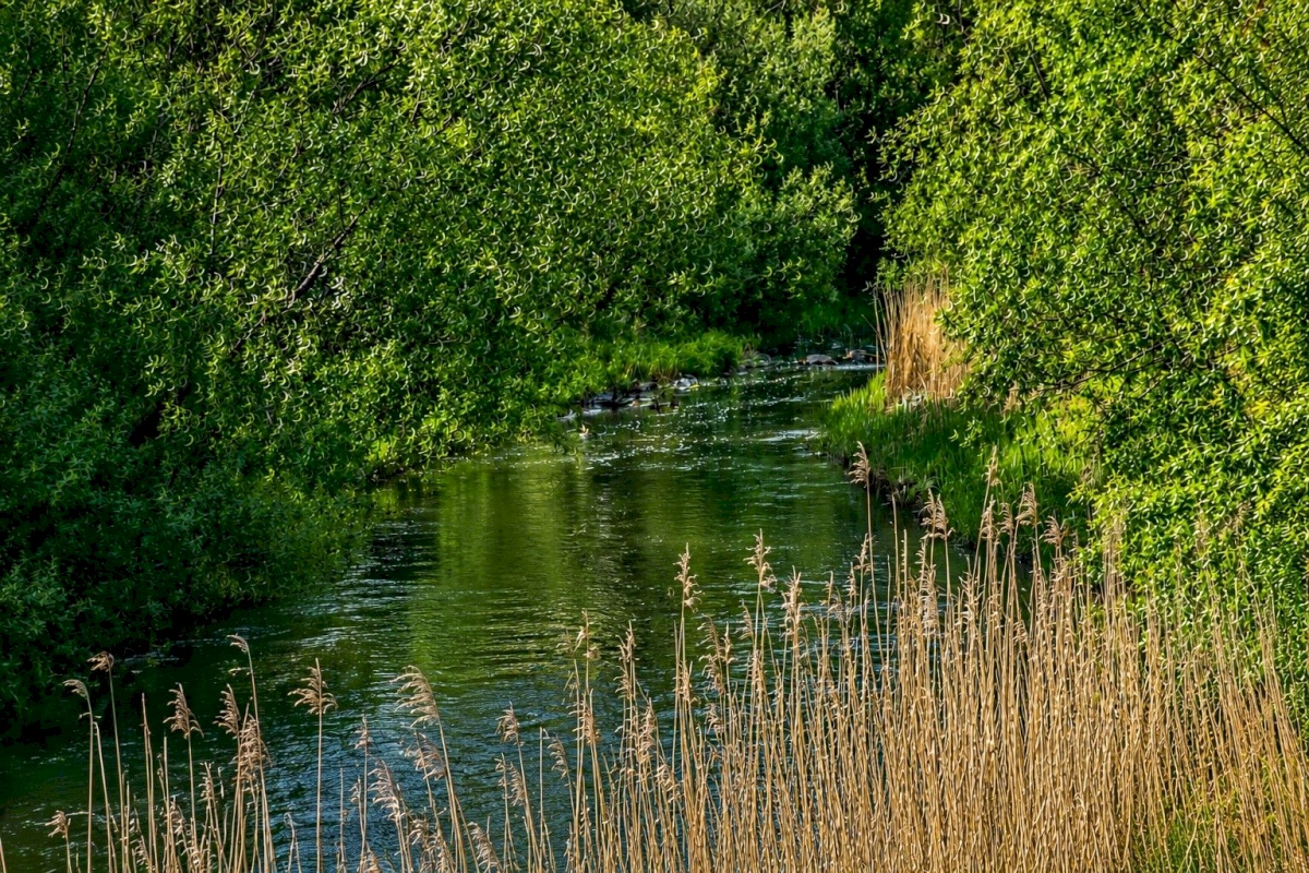 Pärnu linn, Lemmetsa küla