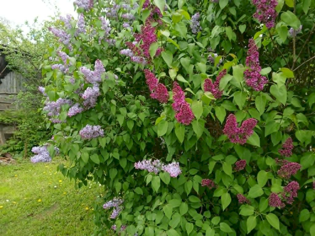 Pärnu linn, Pärnu linn, Vana-Pärnu, Haapsalu mnt. 36