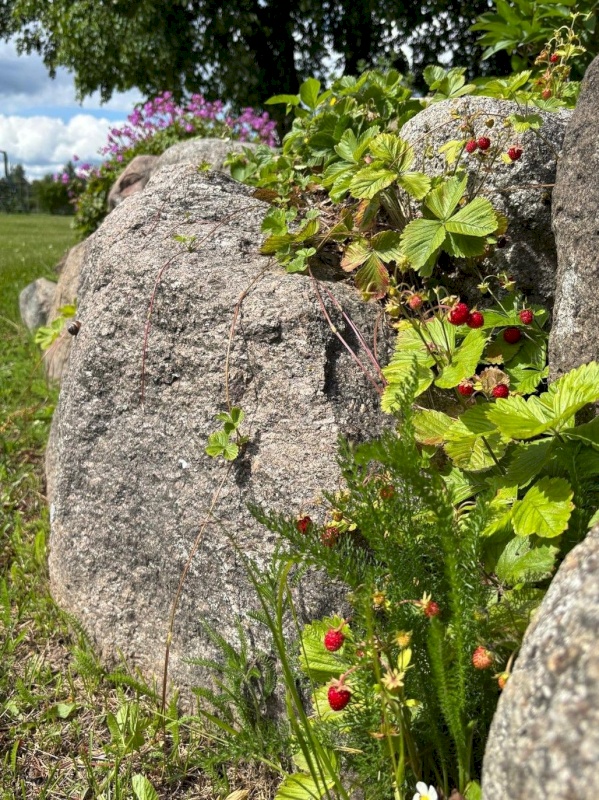 Räpina vald, Suure-Veerksu küla
