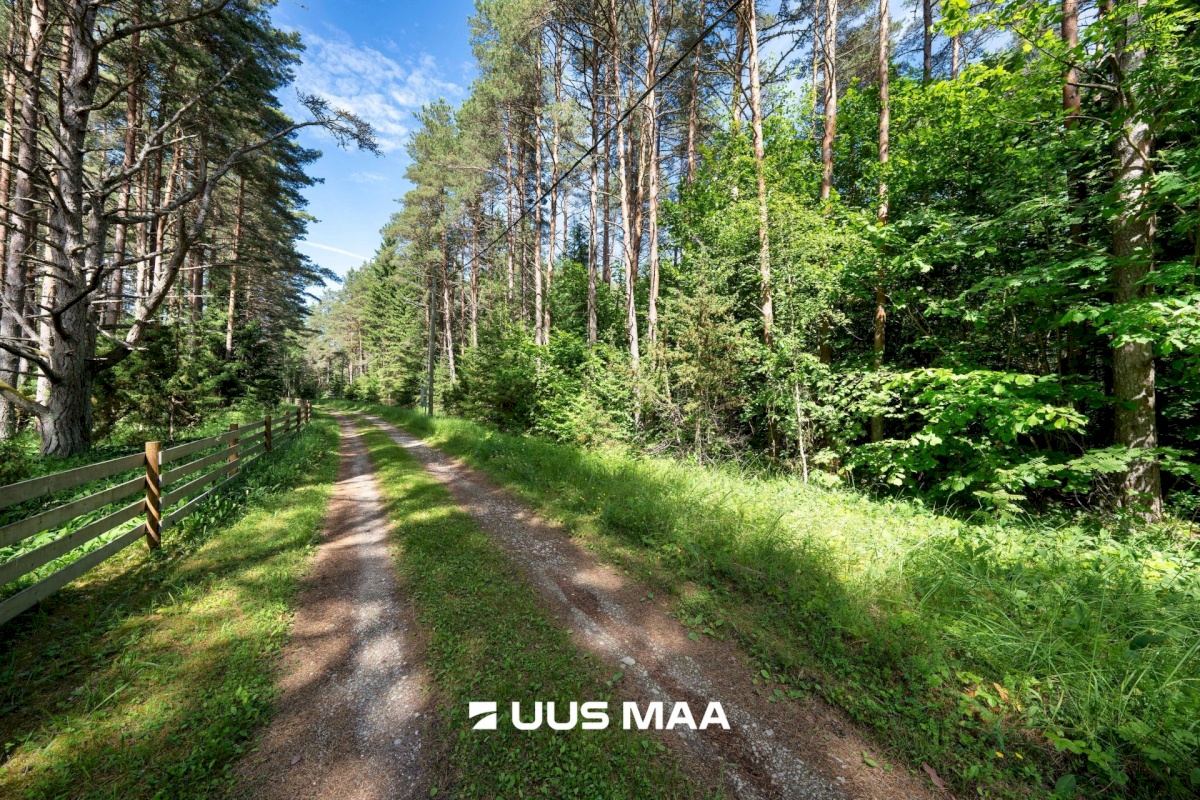 Lääne-Nigula vald, Elbiku küla/Ölbäck, Sinilille