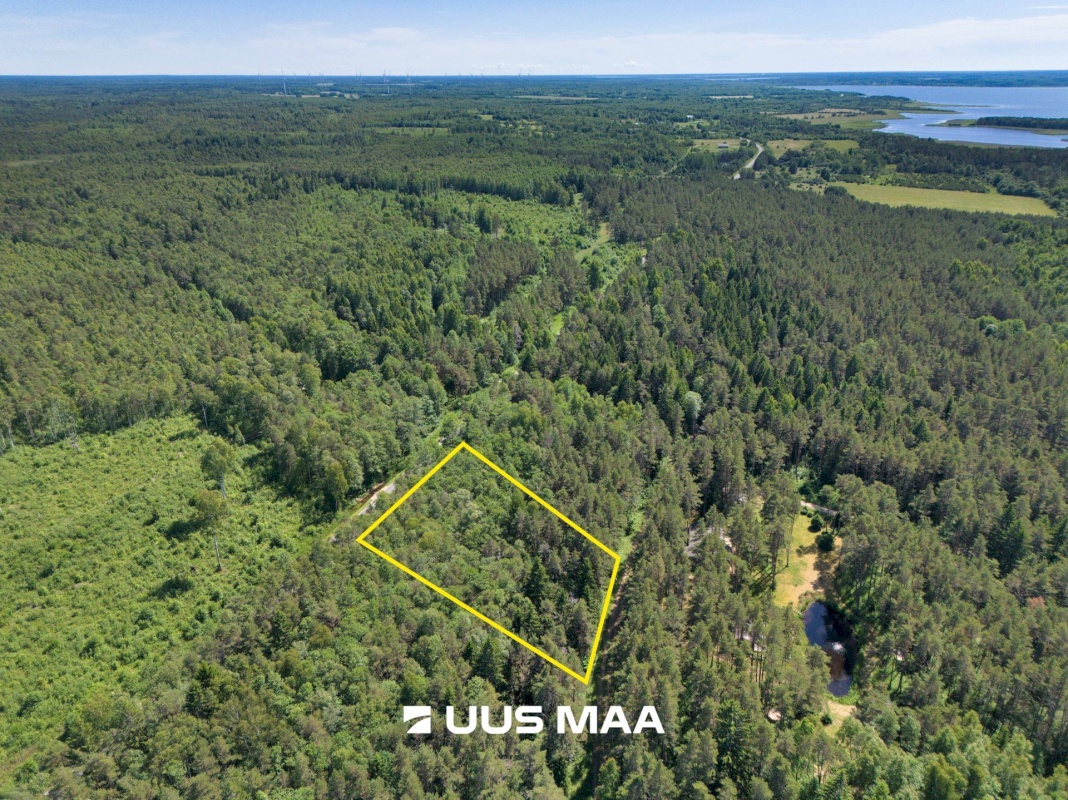 Lääne-Nigula vald, Elbiku küla/Ölbäck, Sinilille