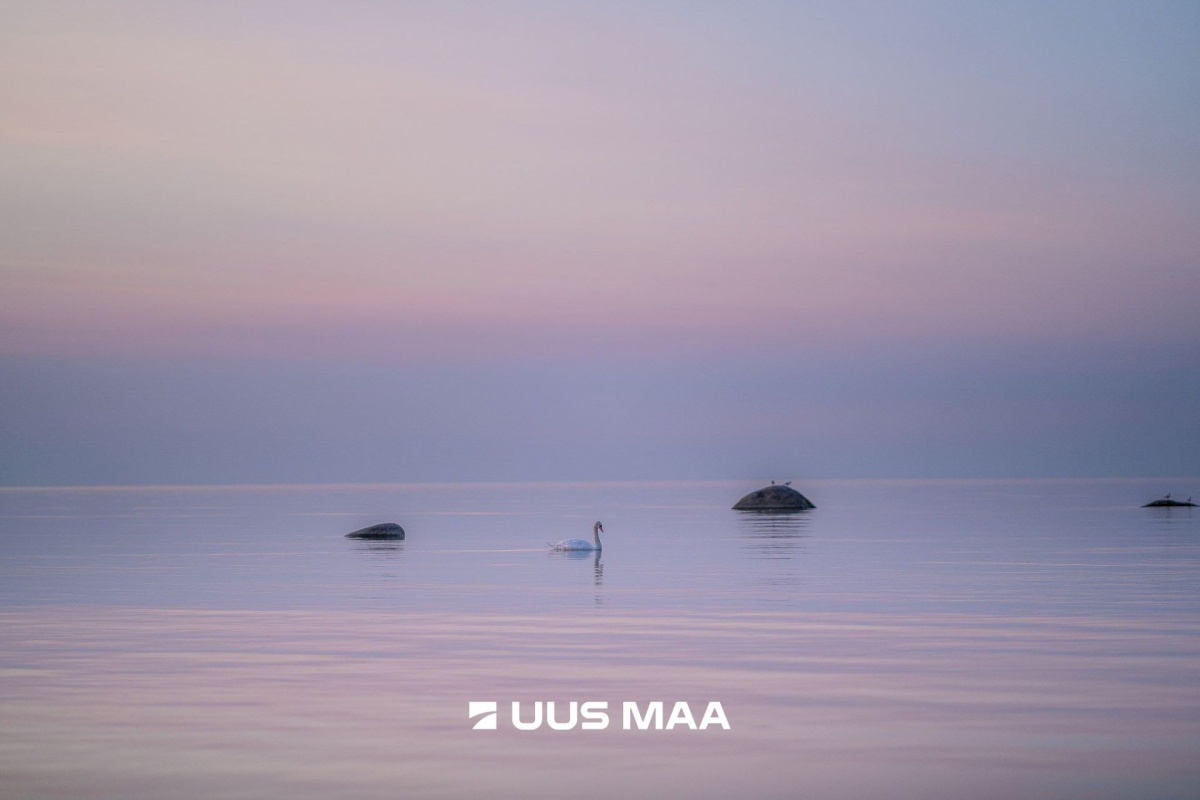 Lääne-Nigula vald, Spithami küla/Spithamn, Rändlinnu tee