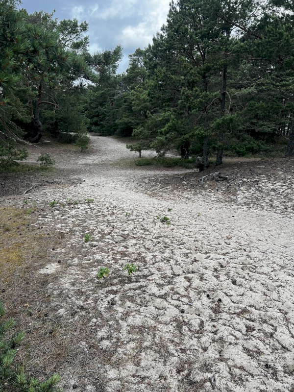 Lääne-Harju vald, Laulasmaa küla, Lohusalu tee 21