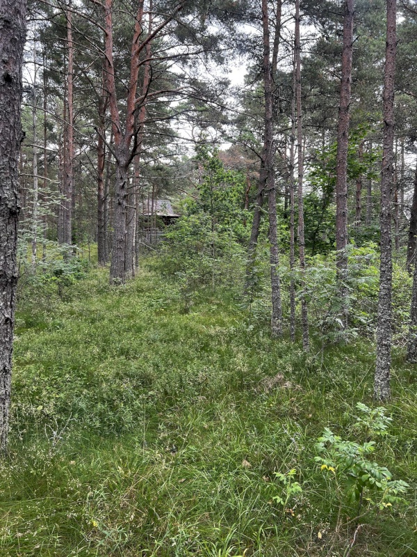 Lääne-Harju vald, Laulasmaa küla, Lohusalu tee 21