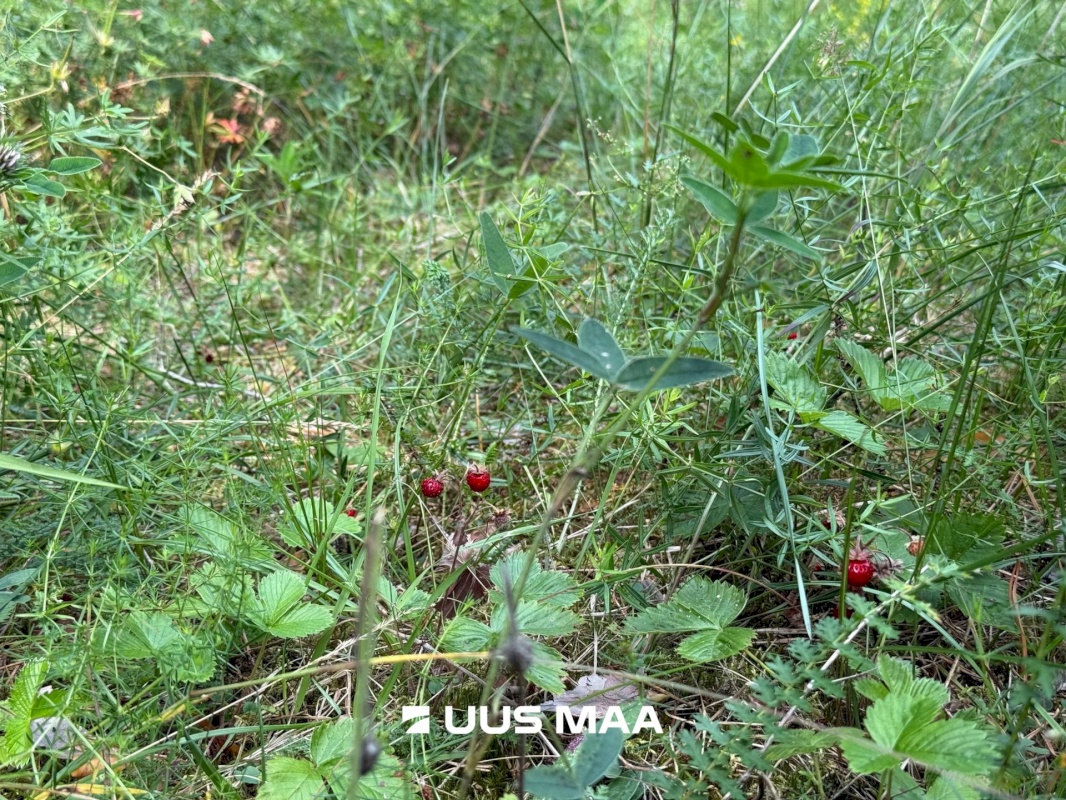 Lääne-Harju vald, Nahkjala küla, Merilaine