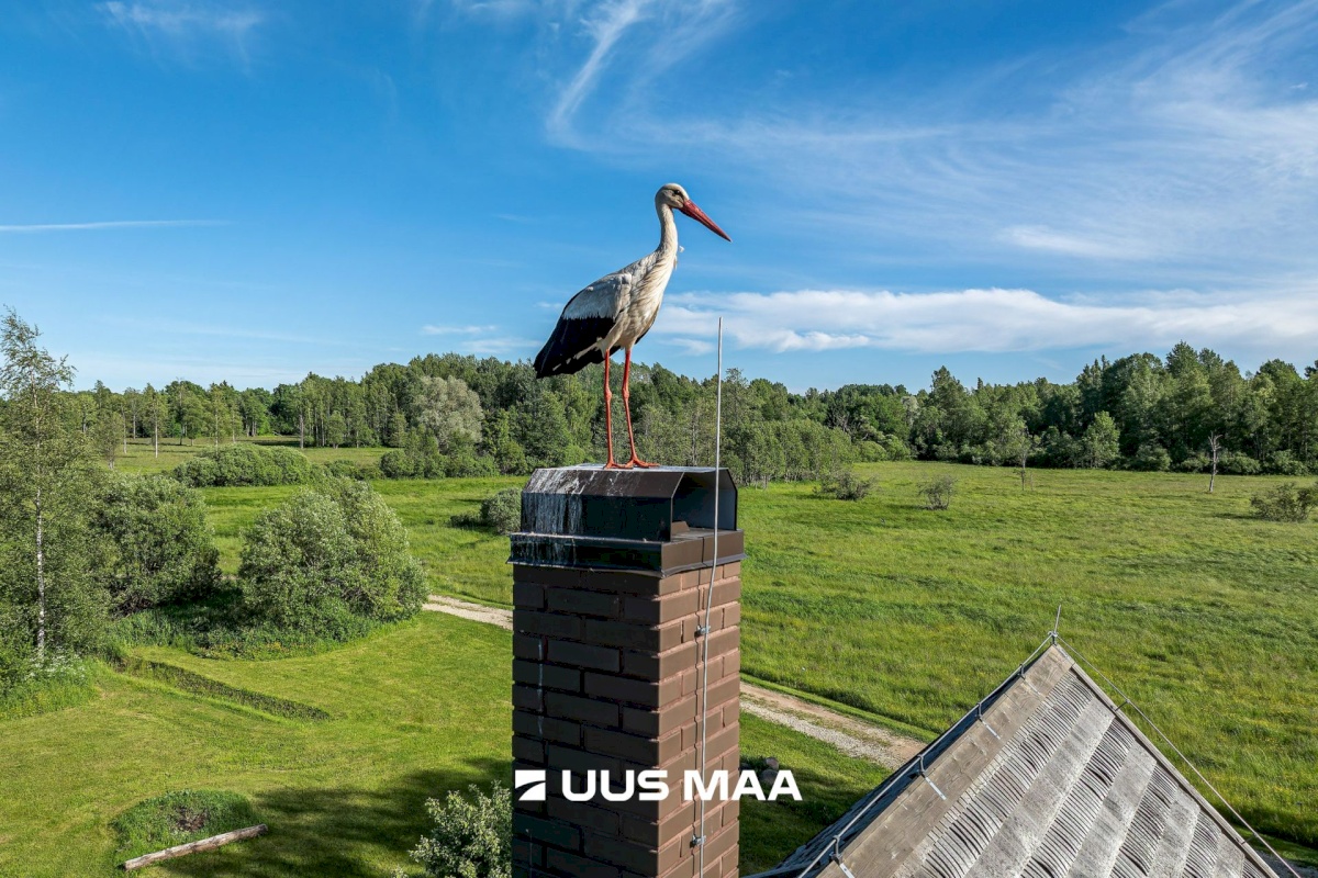 Põhja-Sakala vald, Tipu küla, Tammearu