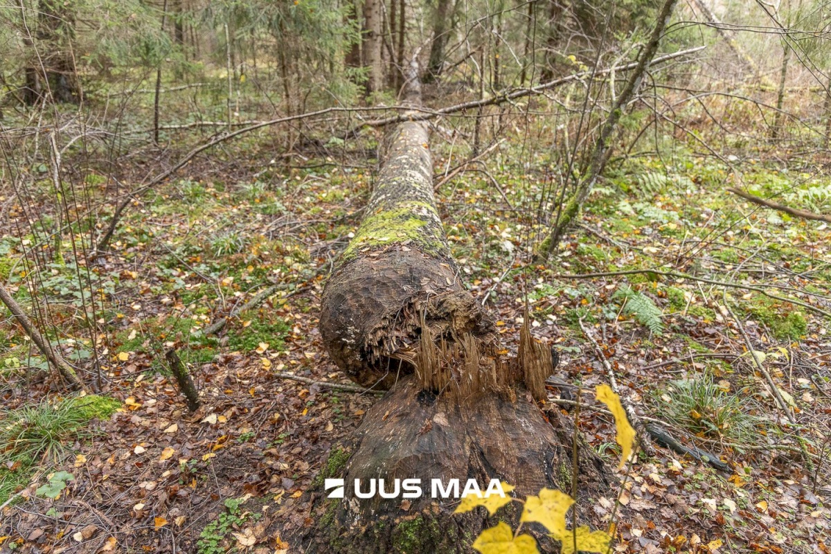 Kanepi vald, Jõgehara küla, Sooserva