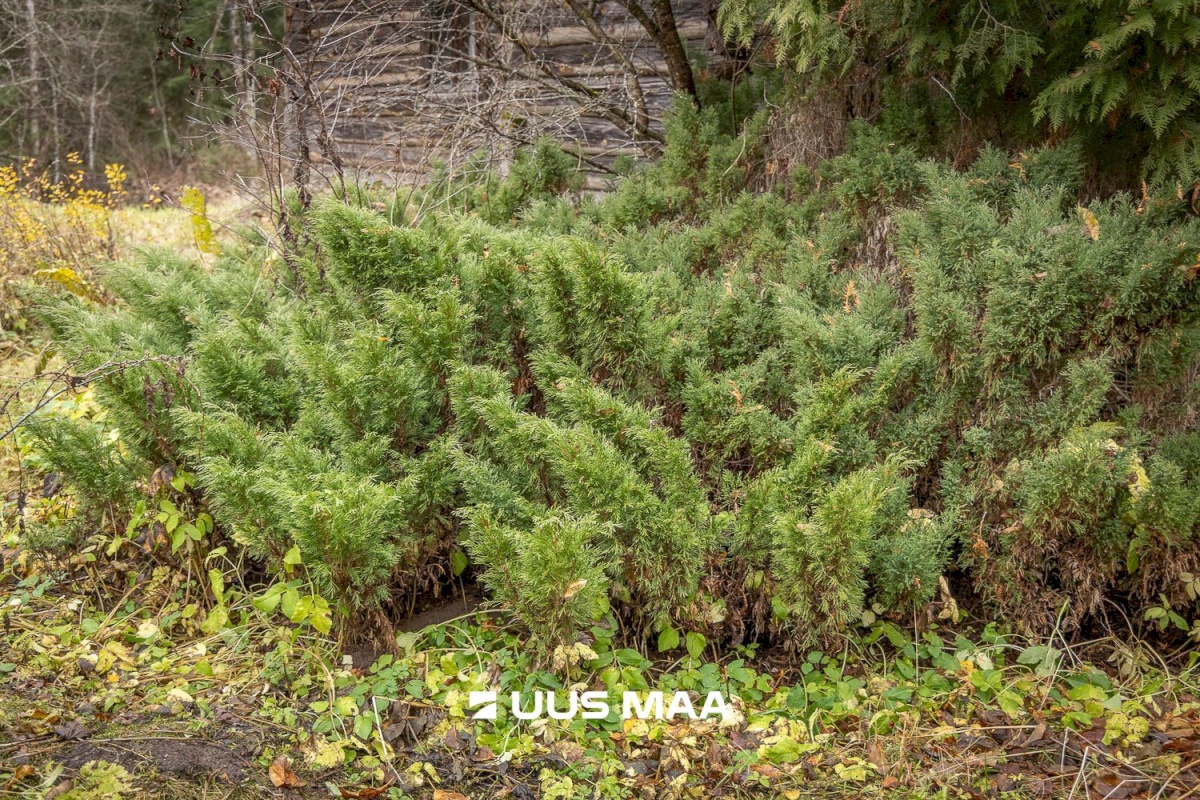 Kanepi vald, Jõgehara küla, Sooserva
