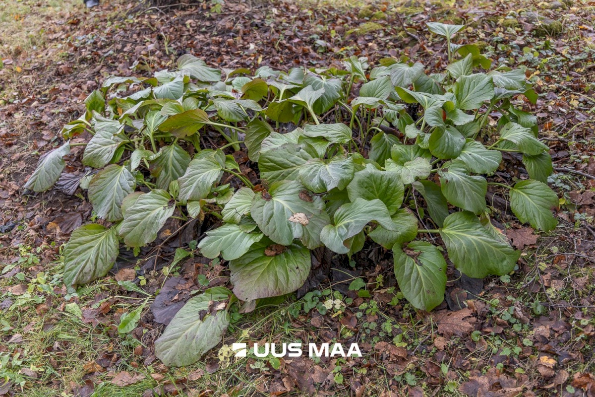 Kanepi vald, Jõgehara küla, Sooserva