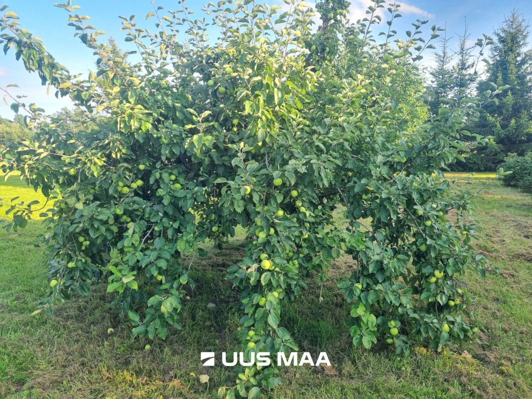 Väike-Maarja vald, Aburi küla, Pambergi