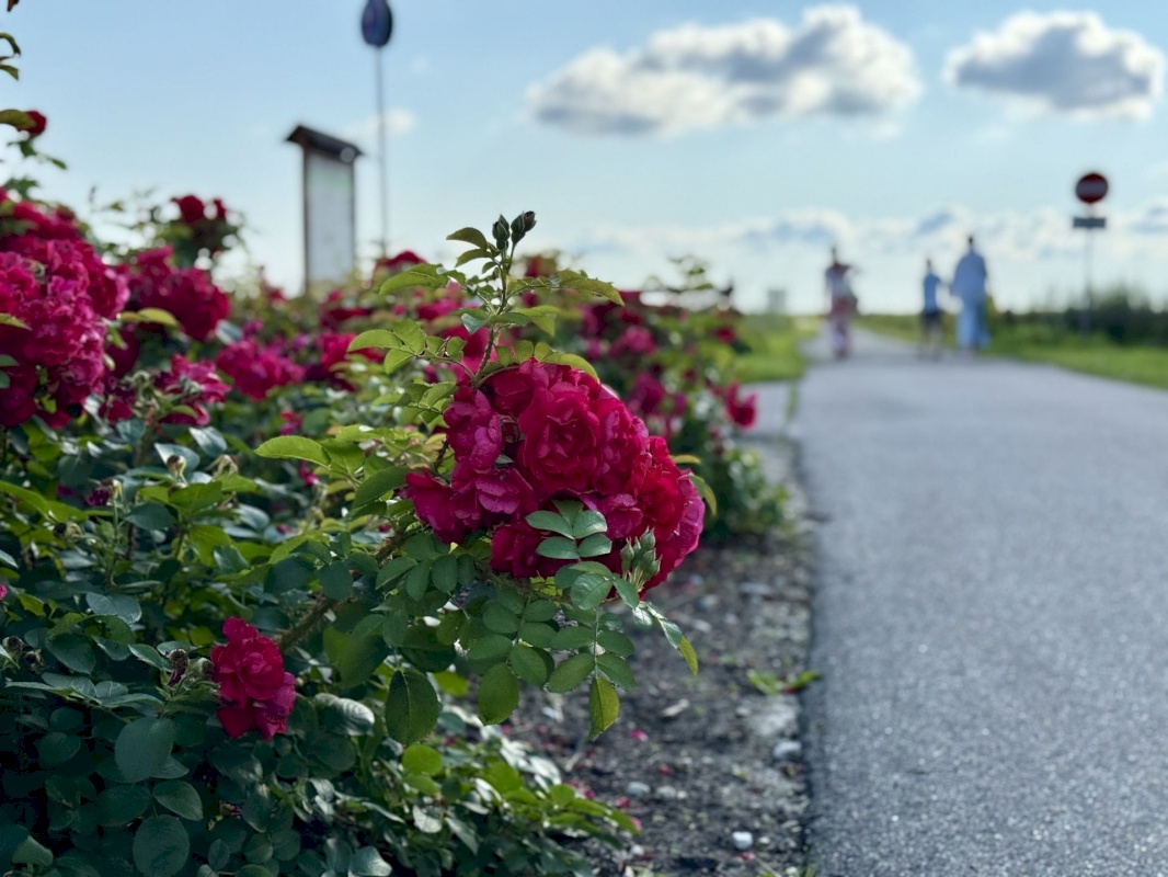 Pärnu linn, Pärnu linn, Mai, Mai tn 18