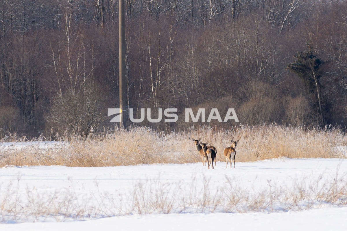 Saaremaa vald, Oitme küla, Uue-Kordoni